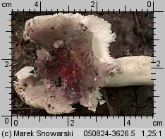 Unidentified-Russula