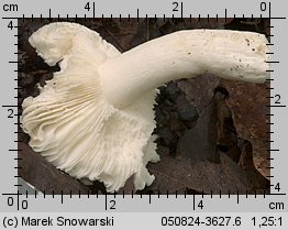 Unidentified-Russula