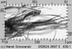 Unidentified-Polyporoid-etc (niezidentyfikowane)