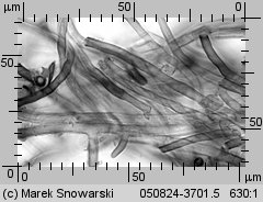 Unidentified-Polyporoid-etc (niezidentyfikowane)