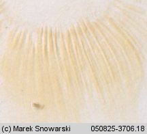 Unidentified-Russula