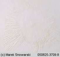 Unidentified-Russula