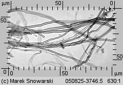 Unidentified-Polyporoid-etc (niezidentyfikowane)