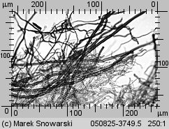 Unidentified-Polyporoid-etc (niezidentyfikowane)