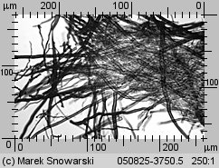 Unidentified-Polyporoid-etc (niezidentyfikowane)