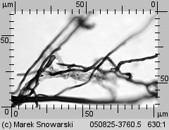 Unidentified-Polyporoid-etc (niezidentyfikowane)