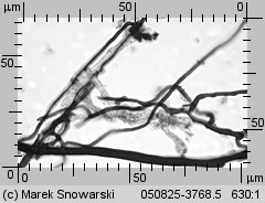 Unidentified-Polyporoid-etc (niezidentyfikowane)