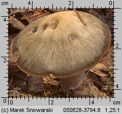 Rhodocollybia butyracea (monetnica maślana)