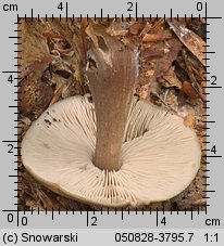 Rhodocollybia butyracea (monetnica maślana)