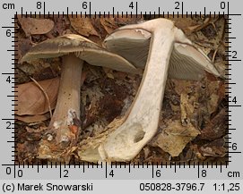 Rhodocollybia butyracea (monetnica maślana)