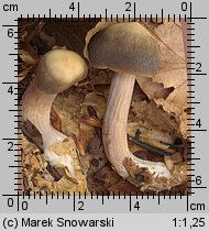 Rhodocollybia butyracea (monetnica maślana)