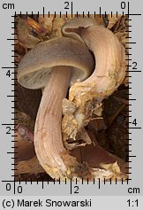 Rhodocollybia butyracea (monetnica maślana)