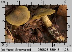 Unidentified-Cortinarius