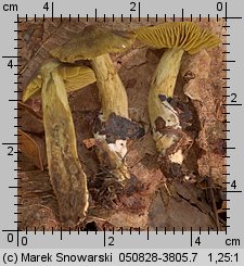 Unidentified-Cortinarius