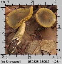 Unidentified-Cortinarius