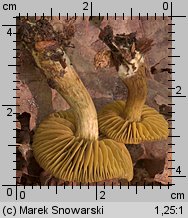 Unidentified-Cortinarius