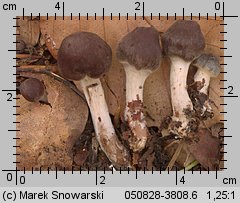 Unidentified-Cortinarius