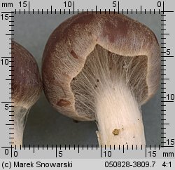 Unidentified-Cortinarius