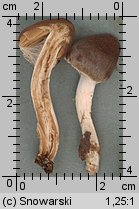 Unidentified-Cortinarius