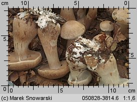 Unidentified-Cortinarius