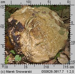 Rubroboletus satanas (krwistoborowik szatański)