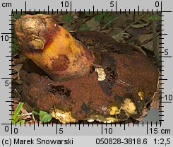 Rubroboletus satanas (krwistoborowik szatański)