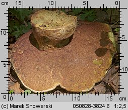 Rubroboletus satanas (krwistoborowik szatański)