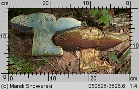 Rubroboletus satanas (krwistoborowik szatański)