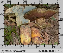 Rubroboletus satanas (krwistoborowik szatański)