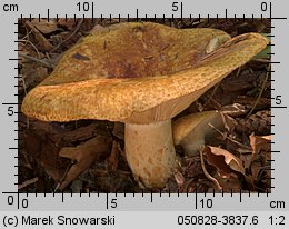 Lactarius scrobiculatus (mleczaj dołkowany)