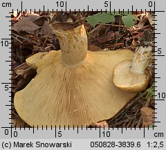 Lactarius scrobiculatus (mleczaj dołkowany)