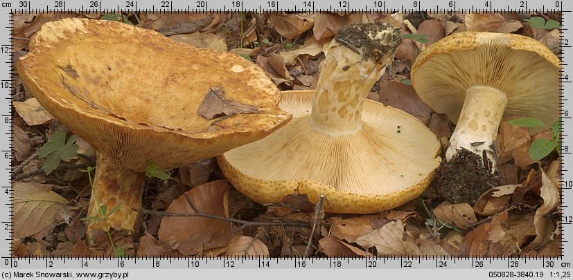 Lactarius scrobiculatus (mleczaj dołkowany)