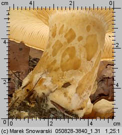 Lactarius scrobiculatus (mleczaj dołkowany)