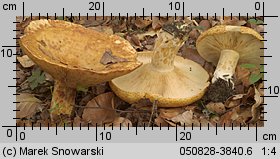 Lactarius scrobiculatus (mleczaj dołkowany)