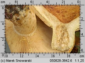 Lactarius scrobiculatus (mleczaj dołkowany)