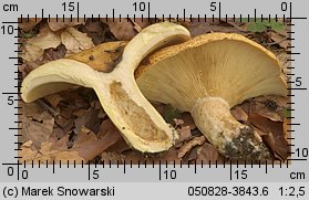 Lactarius scrobiculatus (mleczaj dołkowany)