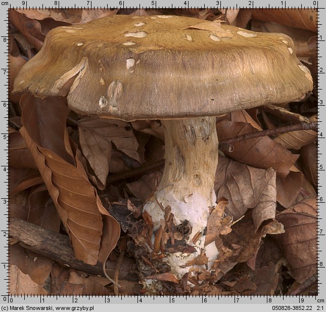 Cortinarius infractus (zasłonak gorzkawy)