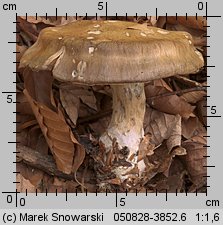 Cortinarius infractus (zasłonak gorzkawy)