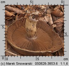 Cortinarius infractus (zasłonak gorzkawy)