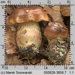 Unidentified-Cortinarius