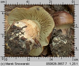 Unidentified-Cortinarius