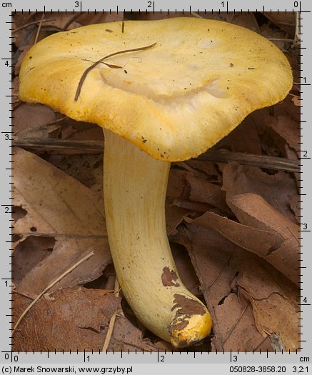 Hygrophorus chrysodon (wodnicha złocista)