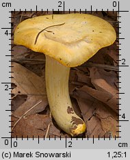 Hygrophorus chrysodon (wodnicha złocista)