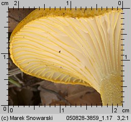 Hygrophorus chrysodon (wodnicha złocista)