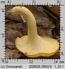 Hygrophorus chrysodon (wodnicha złocista)