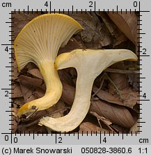 Hygrophorus chrysodon (wodnicha złocista)