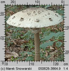 Macrolepiota procera (czubajka kania)