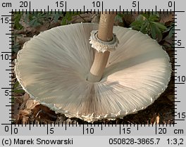 Macrolepiota procera (czubajka kania)