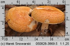 Unidentified-Lactarius