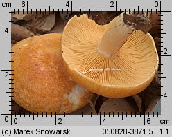 Unidentified-Lactarius